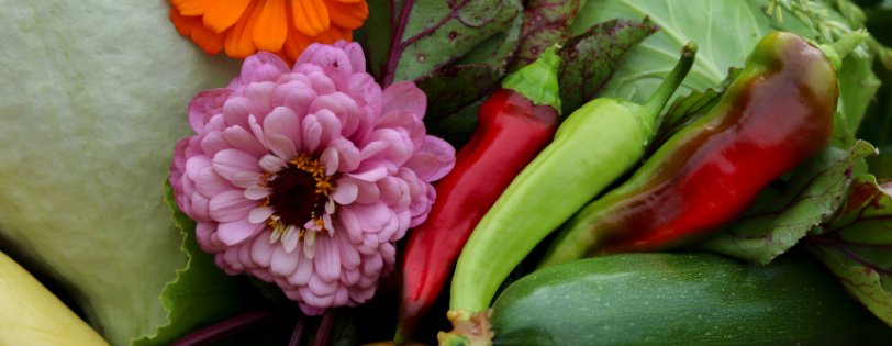 Phoenix Community Farm Greenhouse Campaign